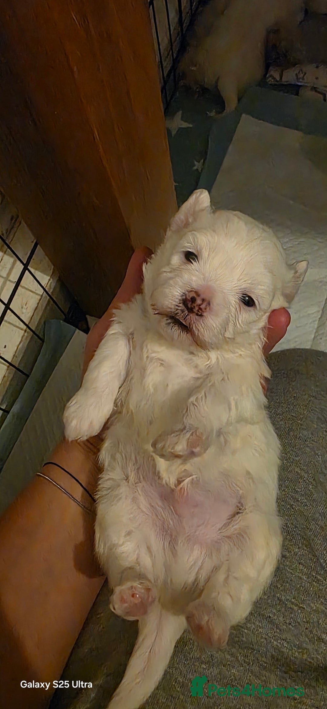 Maltese dogs for sale: Puppy maltese - Image 22