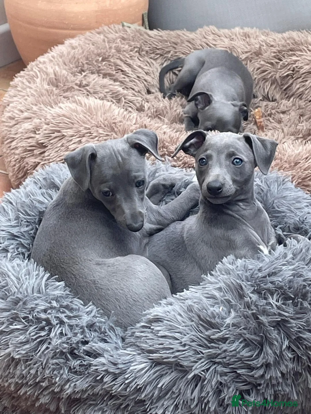 Italian Greyhound dogs for stud: Proven KC Italian Greyhound Stud ‘Pino’  - Advert 17