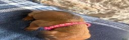 Rhodesian Ridgeback dogs for sale: RHODESIAN RIDGEBACKS KC  - Advert 14