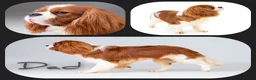Cavalier King Charles Spaniel dogs for sale: Blenhiem cavalier king charles spaniel puppies - Advert 2