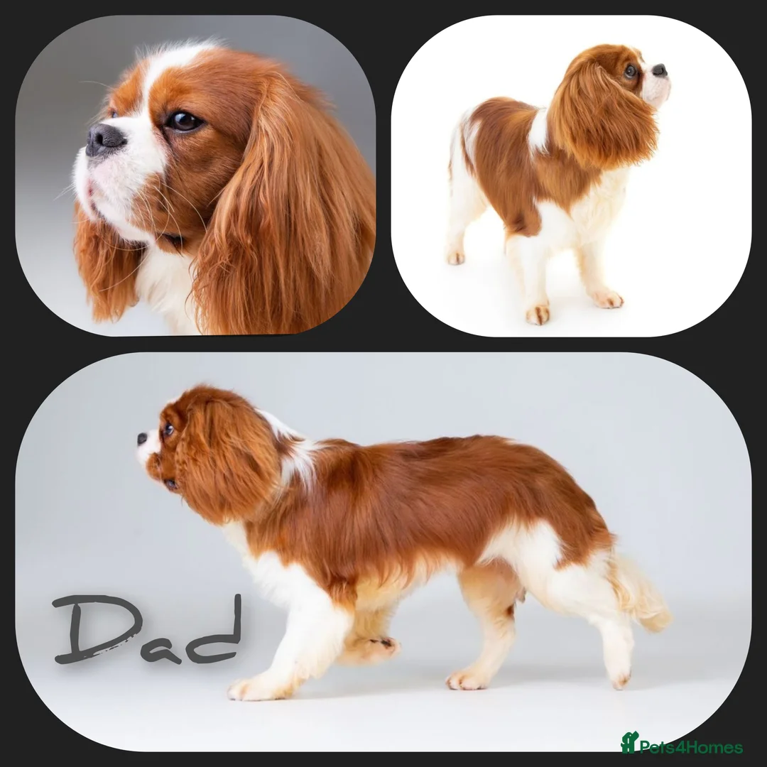 Cavalier King Charles Spaniel dogs for sale: Blenhiem cavalier king charles spaniel puppies - Advert 2