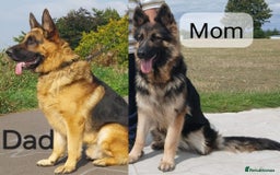 German Shepherd dogs for sale: Available Now! Last 2 German Shepherds Puppies - Image 5