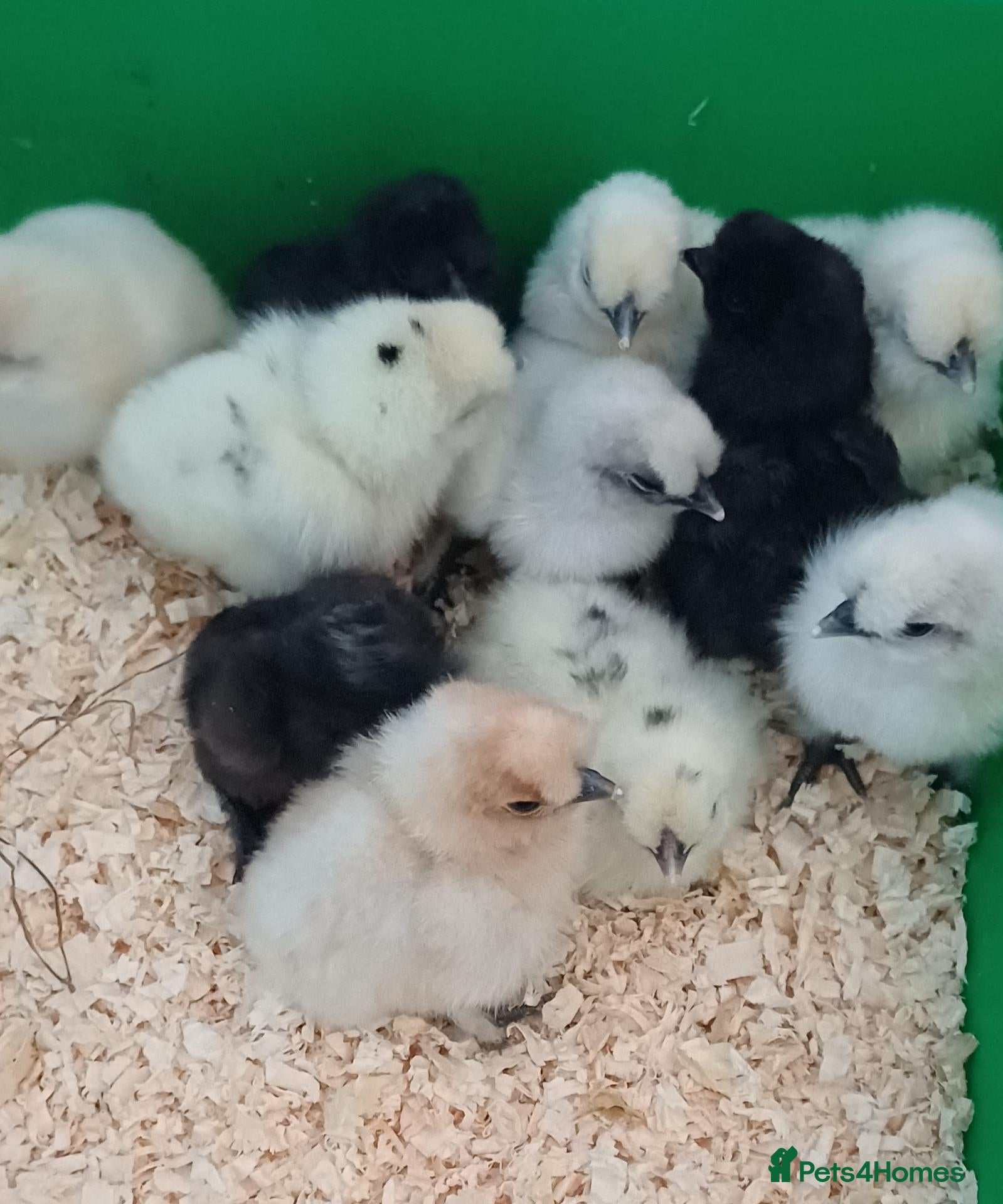 Chickens poultry Silkie chicks and hatching eggs! - Advert 1