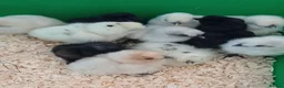 Chickens poultry for sale: Silkie chicks and hatching eggs! - Advert 1