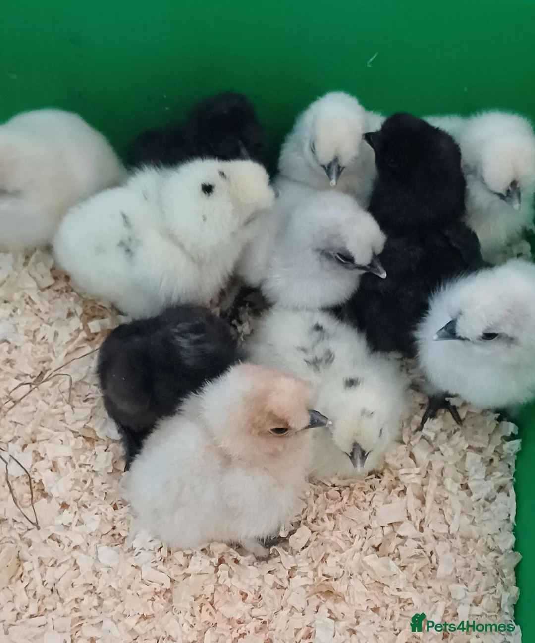 Chickens poultry for sale: Silkie chicks and hatching eggs! - Advert 1