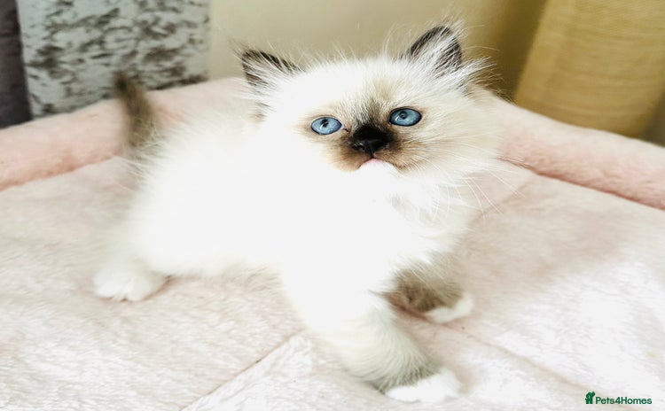 Ragdoll cats - Advert 6