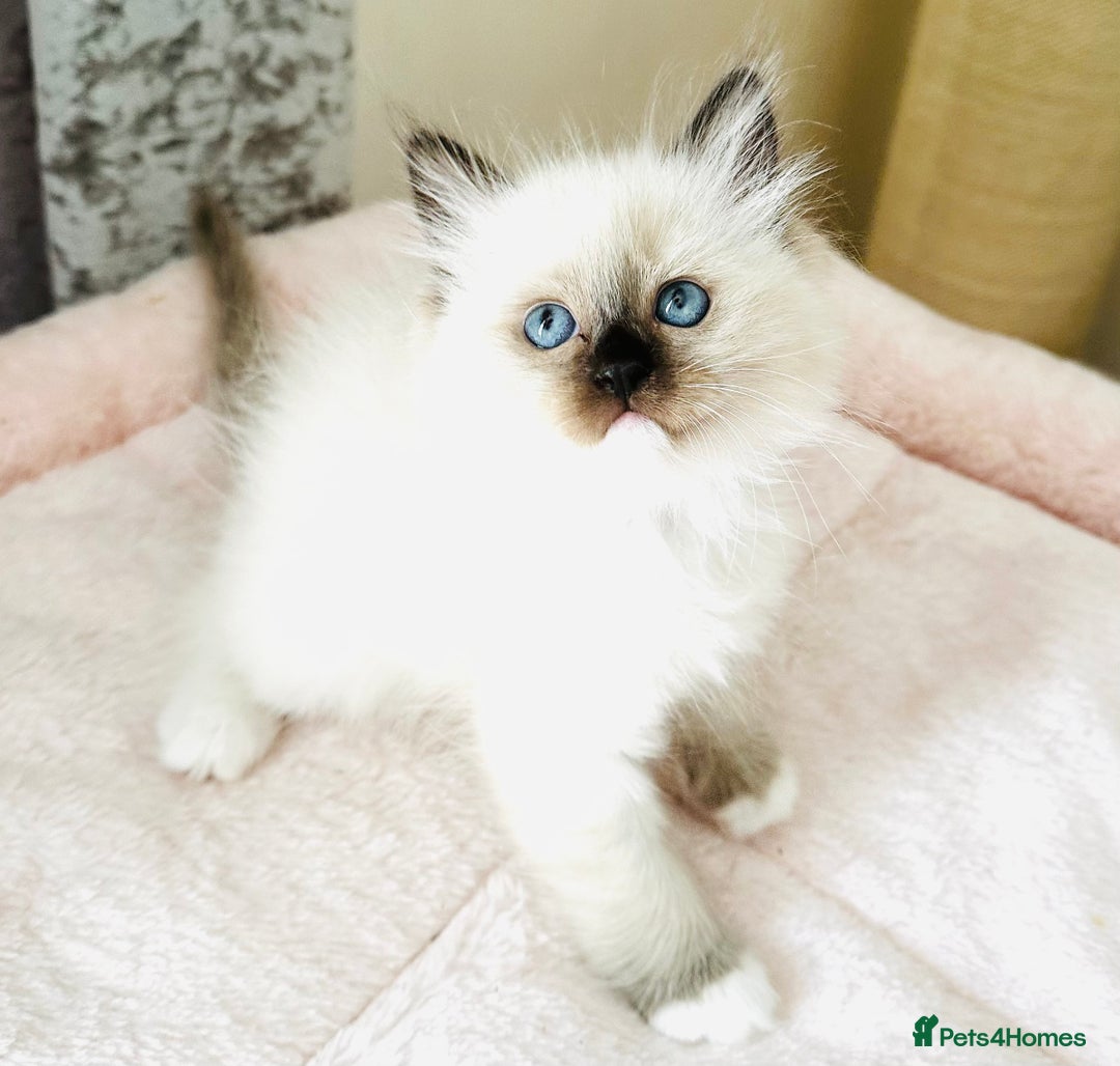 Ragdoll cats for sale: Pure breed GCCF Registered ragdolls - Image 3