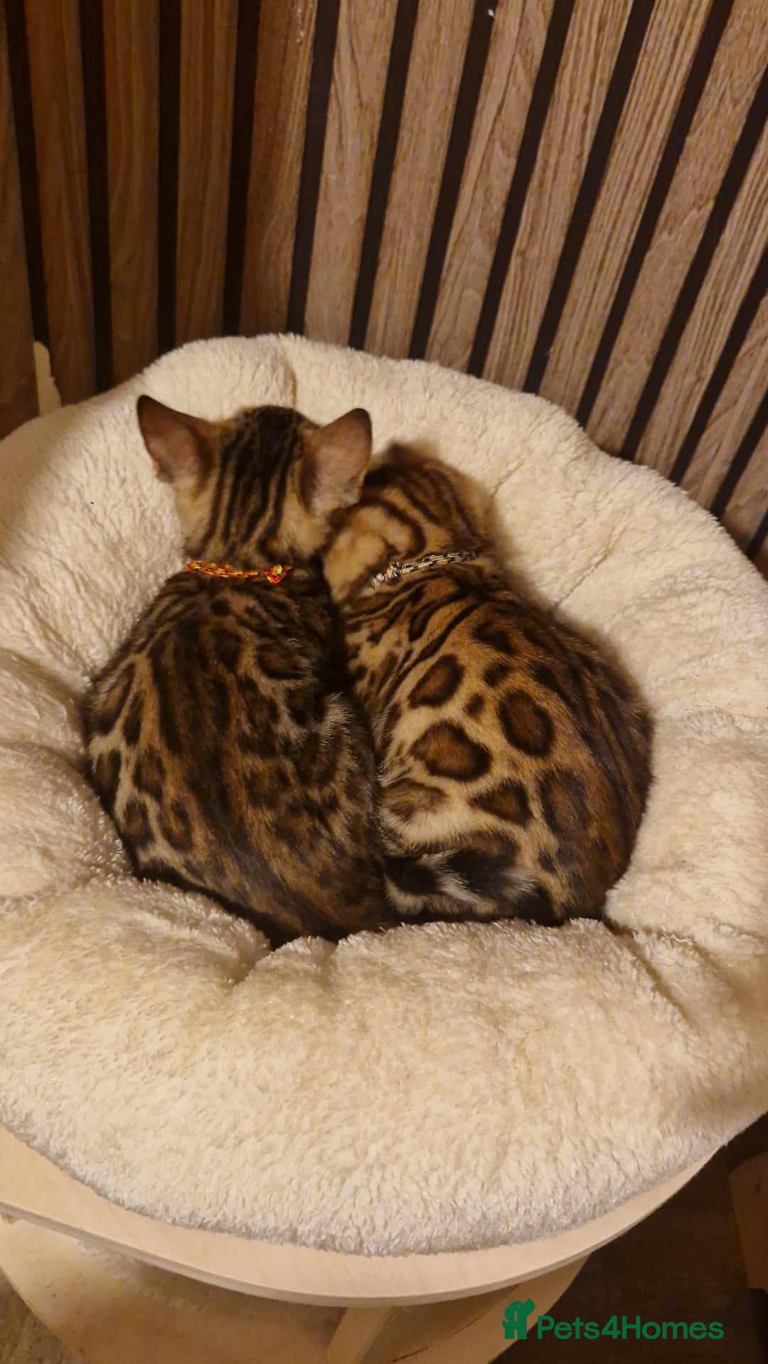 Bengal cats for sale: Beutifull kittens❤️ - Advert 4