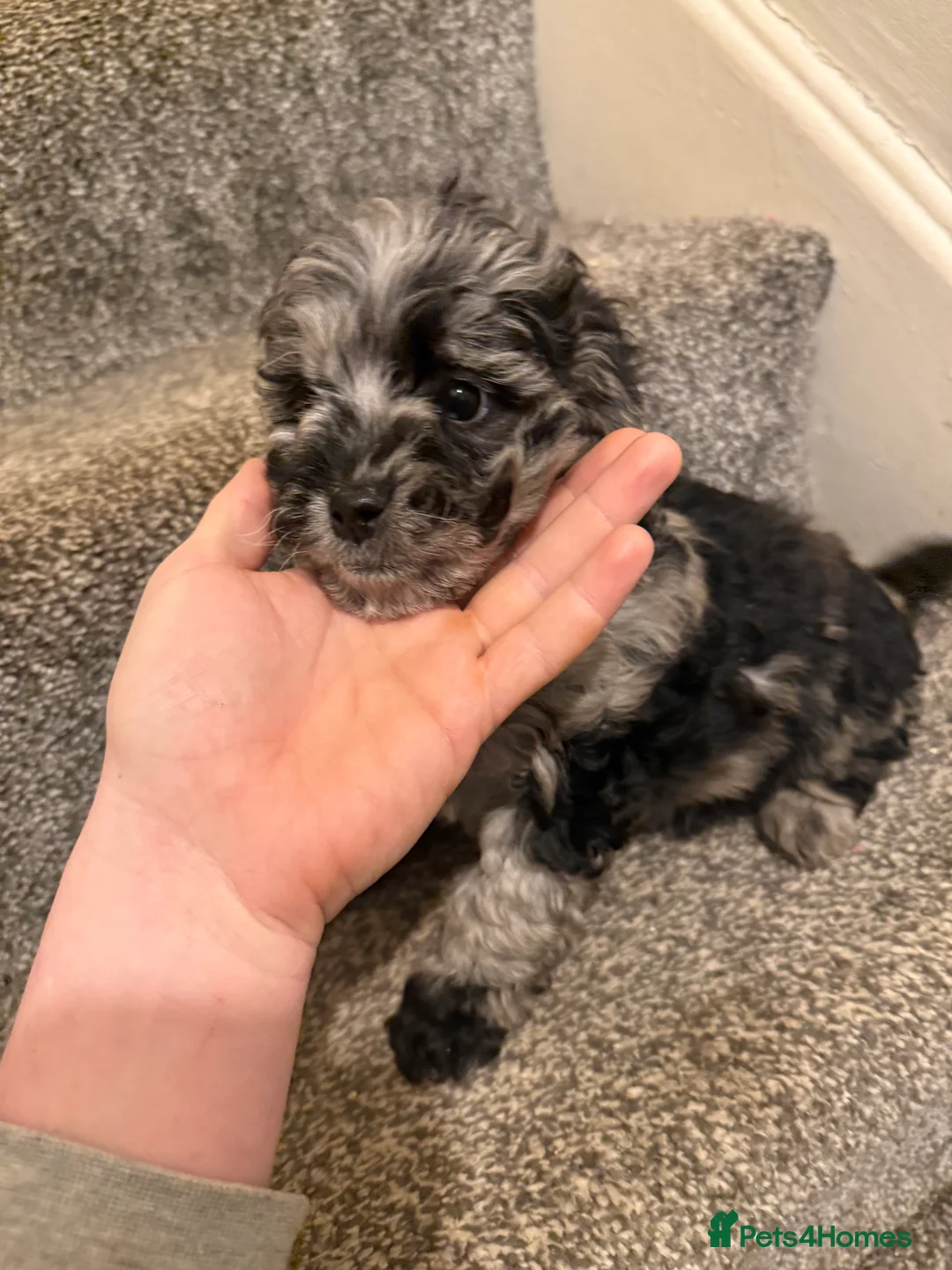 Shihpoo dogs for sale:  shihpoos puppy’s  - Advert 8