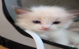 Ragdoll cats for sale: Gorgeous GCCF registered kittens - Image 11