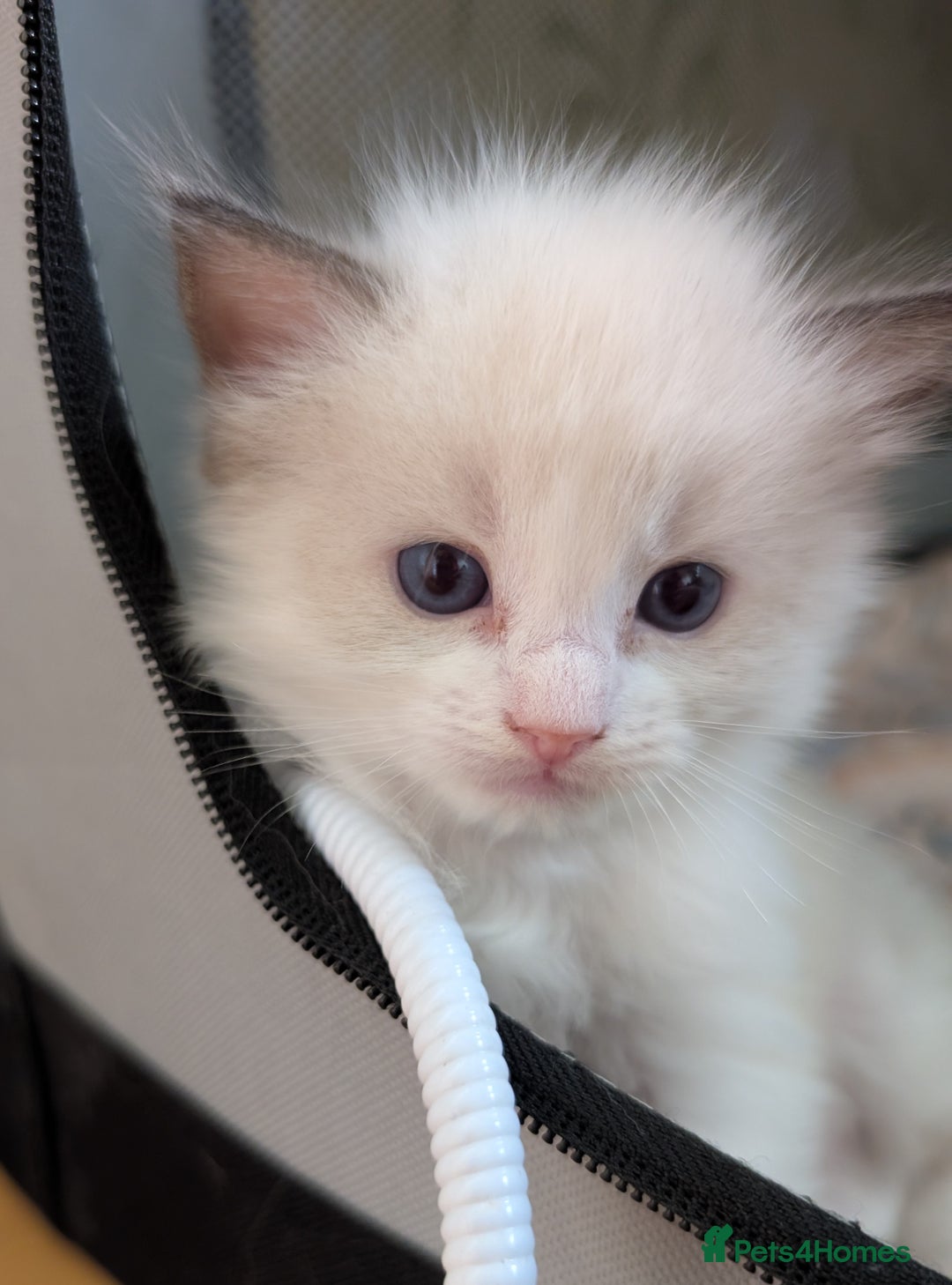 Ragdoll cats for sale: Gorgeous GCCF registered kittens - Image 11