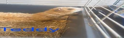 Mixed Breed rabbits for sale: Rabbits and guinea pigs  - Advert 4