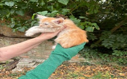 Maine Coon cats for sale: Red Maine coon female kittens, TICA reg - Image 27