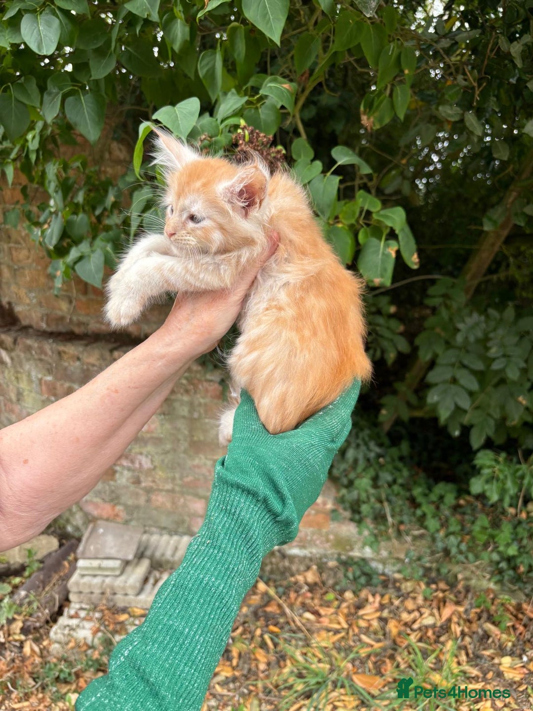 Maine Coon cats for sale: Red Maine coon female kittens, TICA reg - Image 27