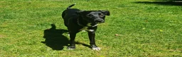 Mixed Breed dogs for sale: Lovely Mini is looking for her forever home  - Advert 3