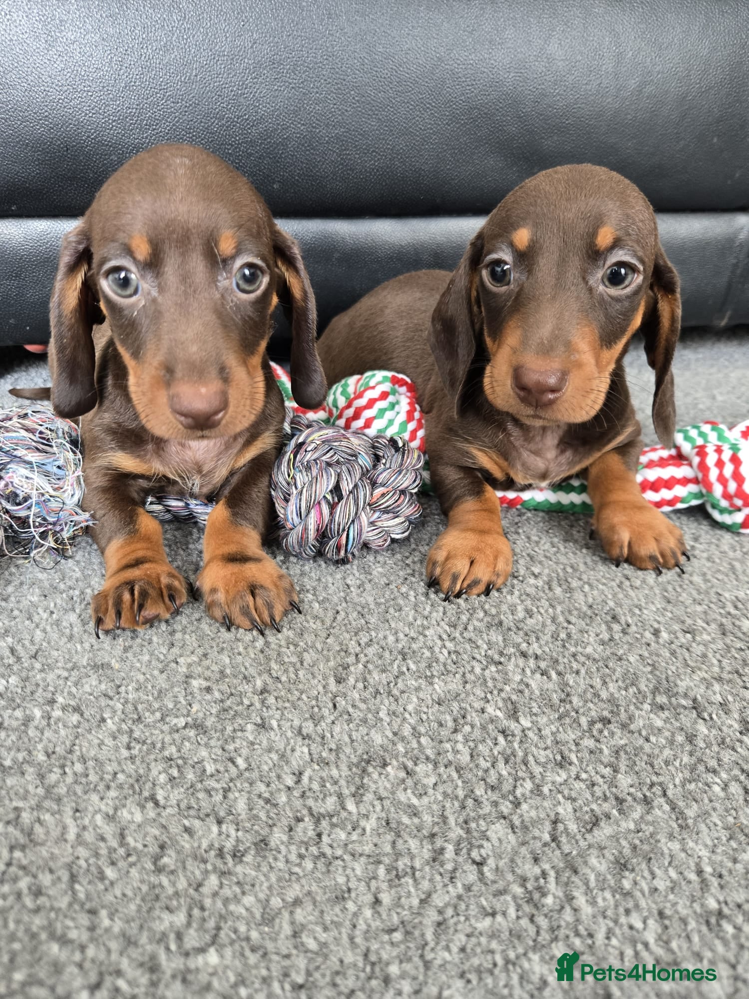 Dachshund dogs Beautiful dachshund babies  - Advert 7