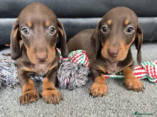 Dachshund dogs Beautiful dachshund babies - Advert 7
