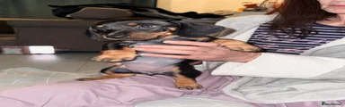 Dachshund 5