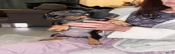 Dachshund dogs for sale:  DACHSHUND PUPPIES!! BEAUTIFUL AND HEALTHY - Advert 15