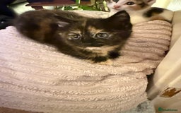 Mixed Breed cats for sale: 2 sweet kittens  - Image 1