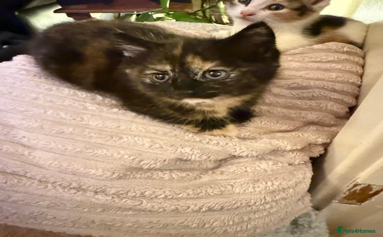 Mixed Breed cats - Advert 2