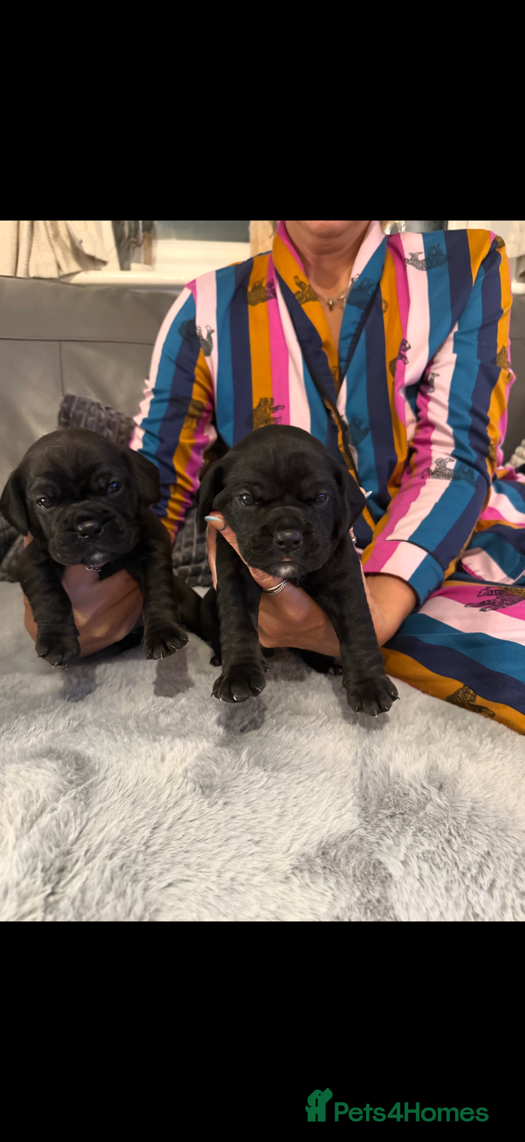 Mixed Breed dogs for sale: LAST REMAINING BLACK cockerbull puppies  - Advert 2