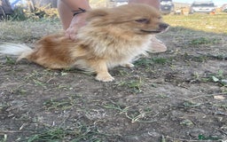 Pomeranian dogs for sale: Pomeranian puppy’s  - Image 12
