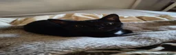 Domestic Shorthair cats for sale: Bonded pair of indoor girl cats - together only - Advert 21