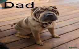 Shar Pei dogs for sale: ONLY 2 LEFT! Beautiful Champion Shar Pei Puppies!  - Image 9