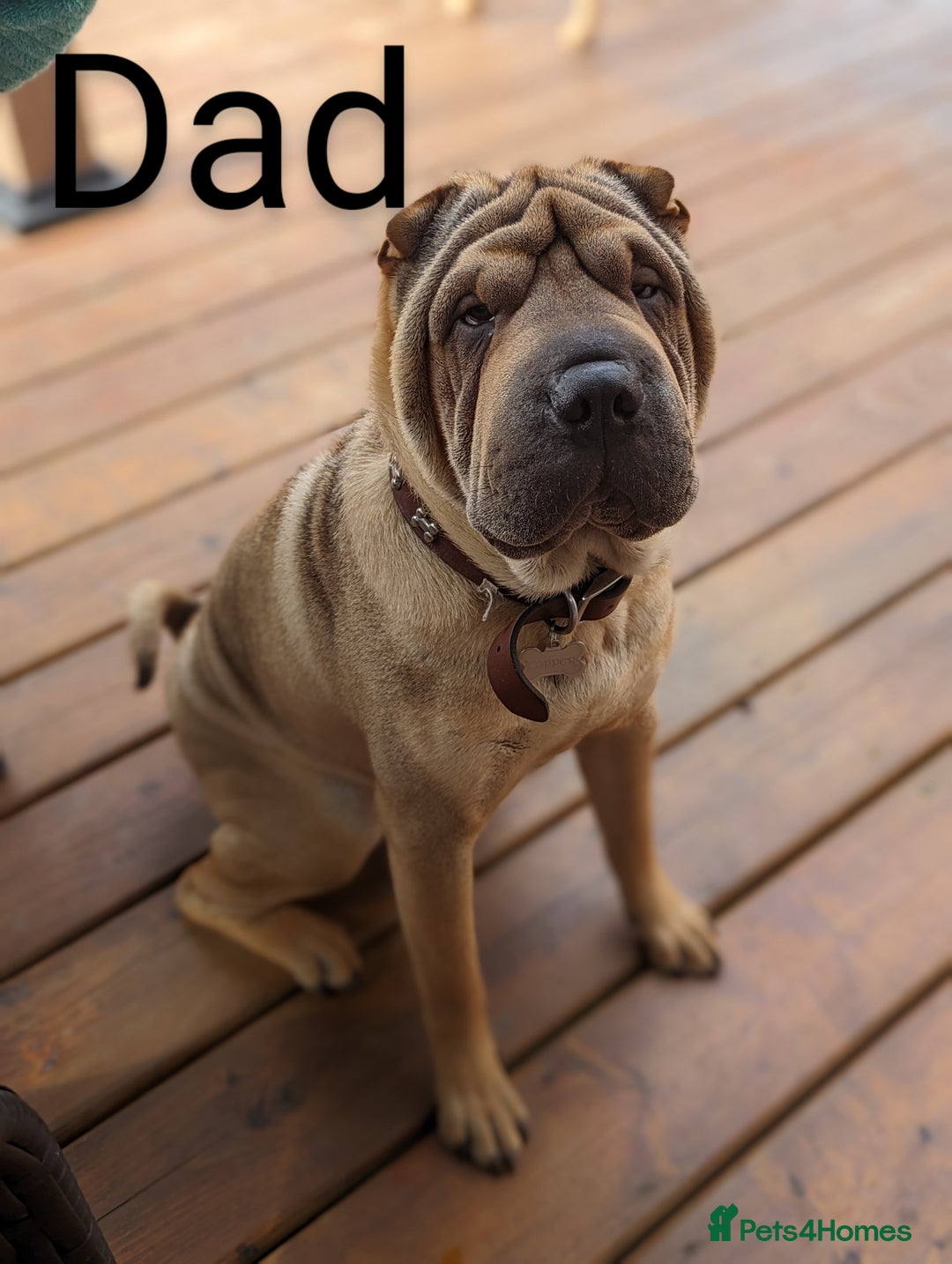 Shar Pei dogs for sale: ONLY 2 LEFT! Beautiful Champion Shar Pei Puppies!  - Image 9