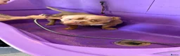 American Bully dogs for sale: Pocket bully tan/lilac  - Advert 4