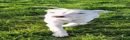 Whippet dogs for sale: Heart and DNA tested Blue Parti Whippet Puppies. - Advert 13