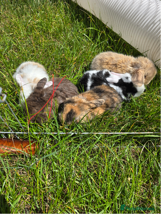 Mini Lop rabbits 4 Purebred Mini Lop kits for sale - Advert 1