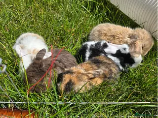 Mini Lop rabbits 4 Purebred Mini Lop kits for sale - Advert 6