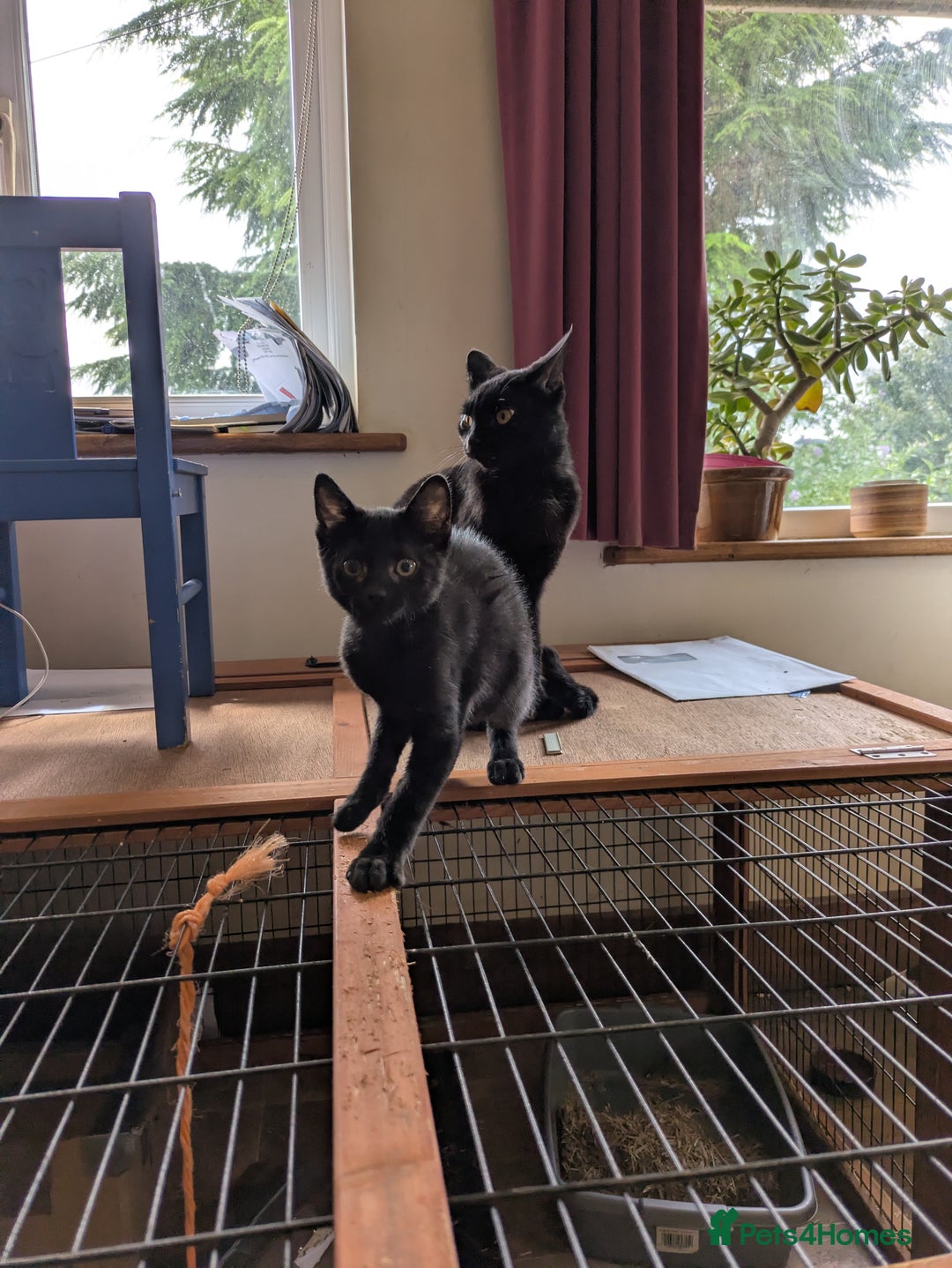 Domestic Shorthair cats for sale: Black kittens - Image 3