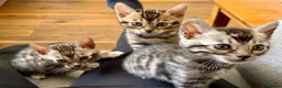 Bengal cats for sale: UPDATE 3 Gorgeous Bengal Kittens ready to reserve - Advert 1