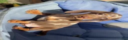 Dachshund dogs for sale: Exceptional KC Registered Miniature Dachshund - Advert 5