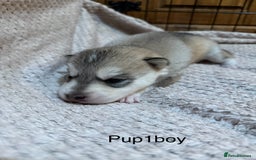 Utonagan dogs for sale: Siberian husky x malamute puppies - Image 9
