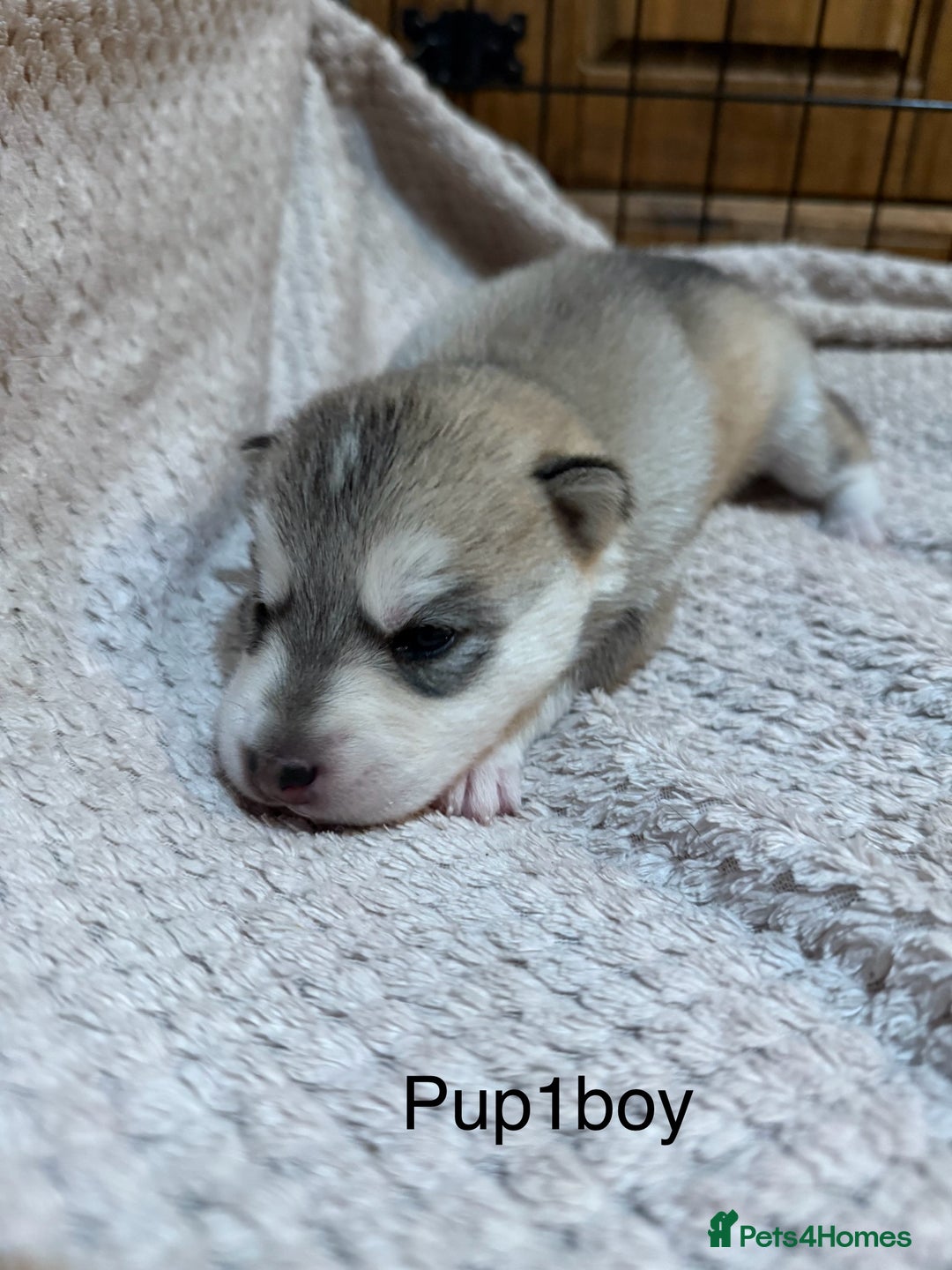 Utonagan dogs for sale: Siberian husky x malamute puppies - Image 9