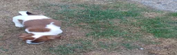 Jack Russell dogs for sale: 5 Gorgeous Juck Russel Puppies for sale  in London - Advert 4