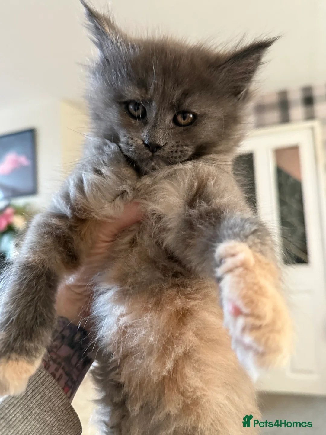 Maine Coon cats for sale: Beautiful Maine Coon Kittens - Advert 13