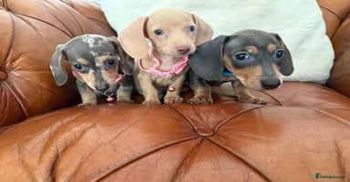 Miniature Dachshund dogs - Advert 10