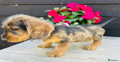 Dachshund dogs in Sudbury - Advert 13