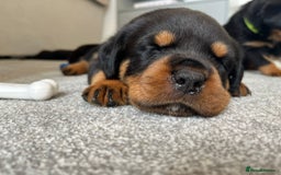 Rottweiler dogs for stud: Proven kc reg Health tested hip and elbow scored in Windsor - Image 28