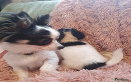 Chihuahua dogs for sale: Tri coloured longcoat apple head - Image 18
