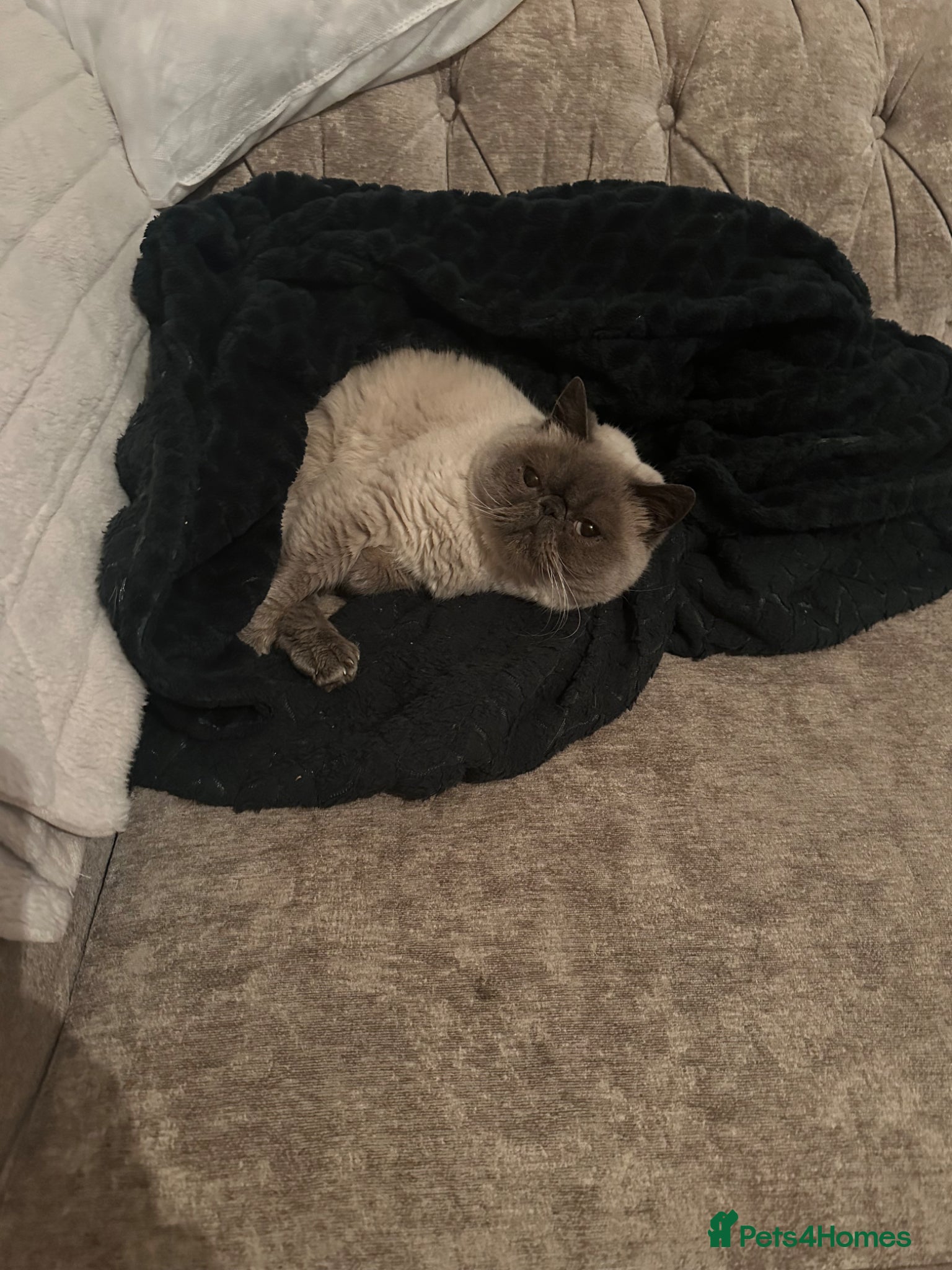 Exotic cats for sale: Rufus is looking for a new home  - Advert 3