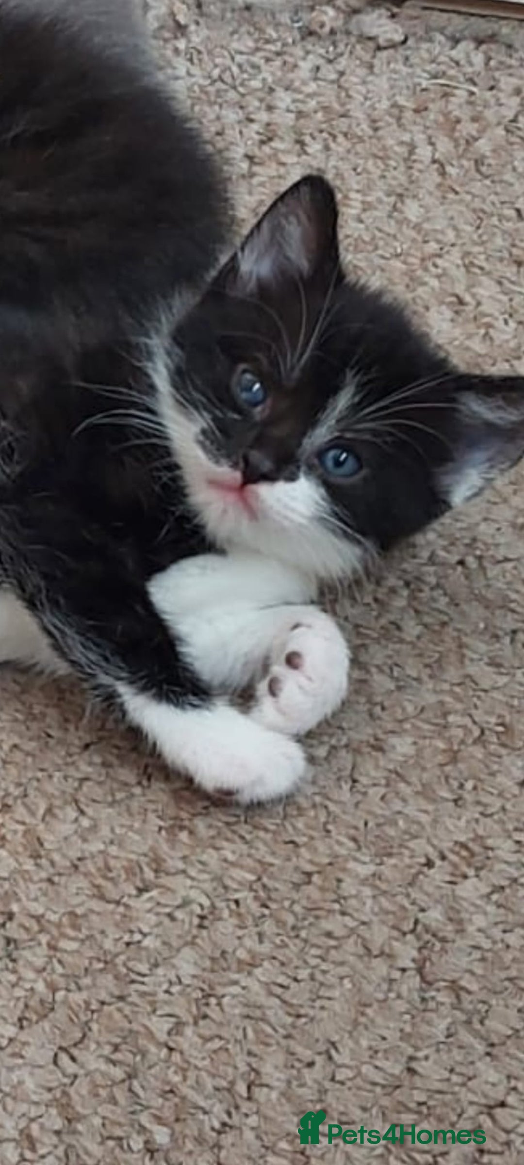 British Shorthair cats for sale: Kittens for sale.  - Image 4