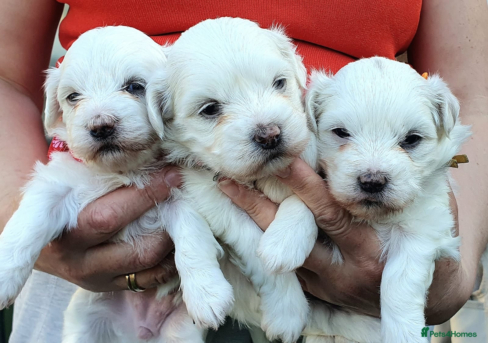 Maltese dogs 🌟 KC Registered Maltese Puppies 3 Beautiful Girls - Advert 1