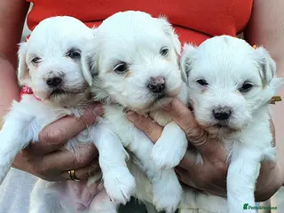 Maltese dogs 🌟 KC Registered Maltese Puppies 3 Beautiful Girls - Advert 1
