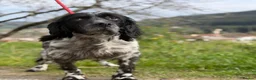 English Setter dogs for adoption: Bixkor - Advert 12